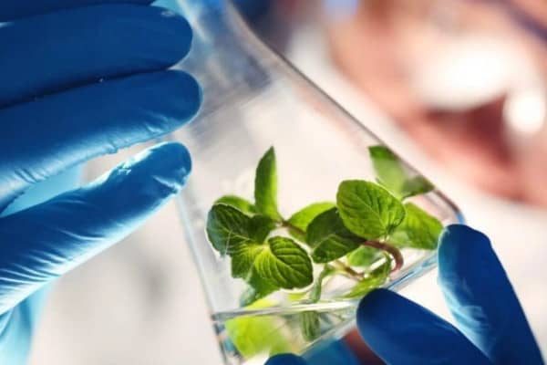 Einführung neuer Züchtungsmethoden