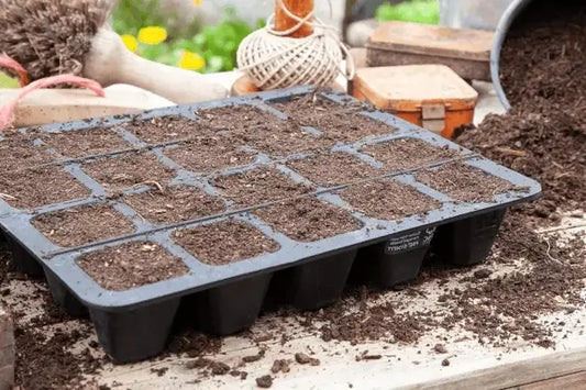 Eine mit Erde gefüllte Pflanzplatte steht auf einem Arbeitstisch, umgeben von einfachem Gartenzubehör; die Szene wirkt ordentlich vorbereitet und gartentypisch. Fotografiert für Benjis Seeds