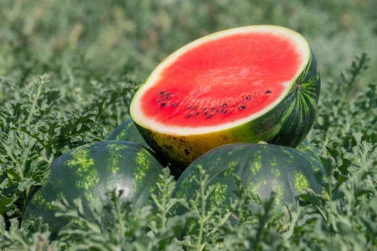 Wassermelonen pflanzen – Professioneller Leitfaden für den erfolgreichen Anbau