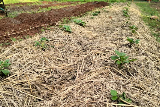 Mulchen im Garten: Grundlagen und Wirkungsweise