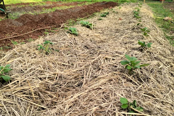Mulchen im Garten: Grundlagen und Wirkungsweise