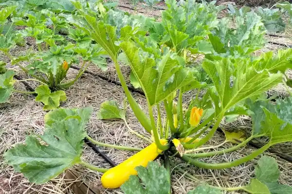 Mulch – Zucchini Plants shown with vigorous yellow zucchini growing on a mulched bed, highlighting broad green leaves, developing fruits, and the protective organic mulch layer covering the soil, photographed for Benjis Seeds.