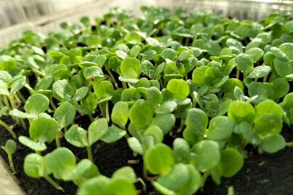 Kleine Sämlinge sprießen aus frischer Erde; winzige grüne Keimblätter zeigen frühe Entwicklungsstadien und verdeutlichen unterschiedliche Keimungstypen sowie Umweltfaktoren. Fotografiert für Benjis Seeds.