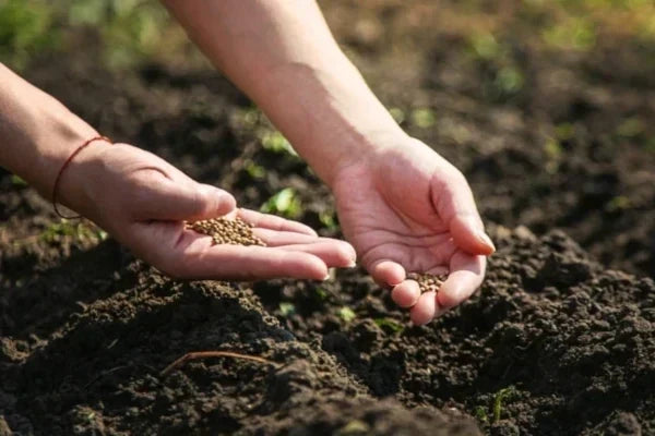 Hands shown sowing seeds into the soil, illustrating correct sowing depth as the seeds are gently placed and covered, highlighting the interaction between hand, seed and earth, photographed for Benjis Seeds.