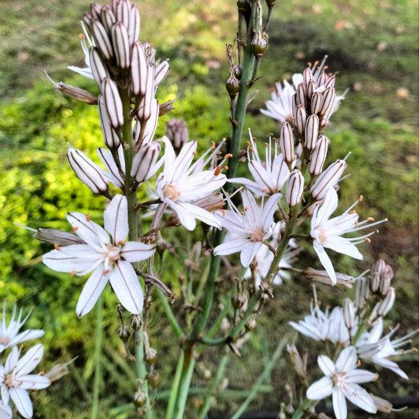 Affodil [Asphodelus albus]