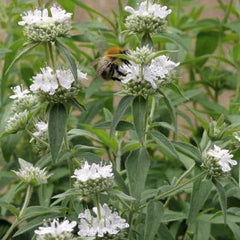 Amerikanische Bergminze [Pycnanthemum pilosum]
