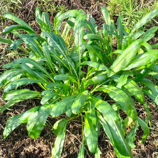 Asian vegetables Mibuna [Brassica juncea]