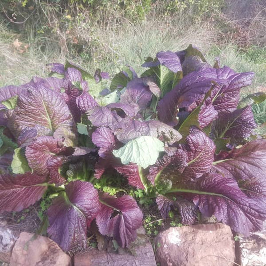 Salada de mostarda Àsia Gigante Vermelha [Brassica juncea]