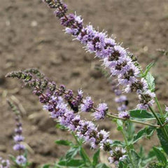 Asian Mint Jing-Jie [Schizonepeta tenuifolia]