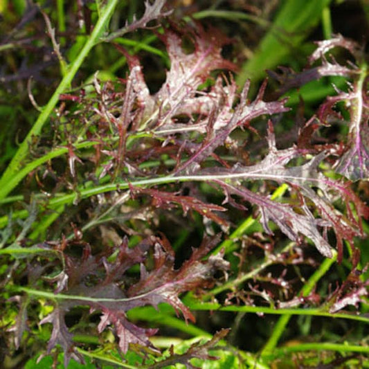 Asiasalat Moutarde Rouge Metis [Brassica juncea]