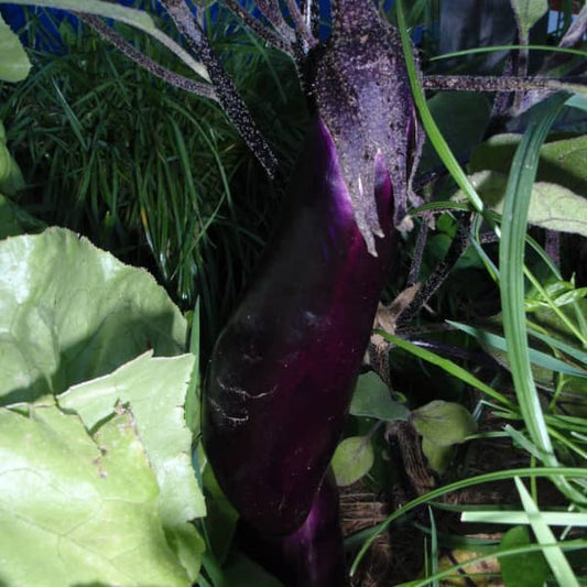 Aubergine Blaukönigin [Solanum melongena]