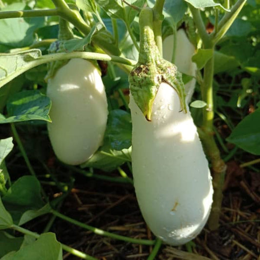 Aubergine Dourga [Solanum melongena]