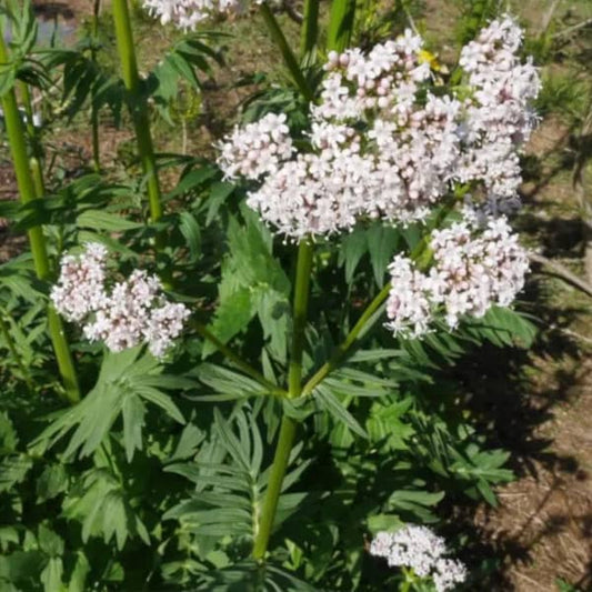 Baldrian [Valeriana officinalis]