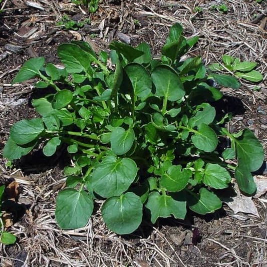 Erva santa Barbara [Barbarea vulgaris]