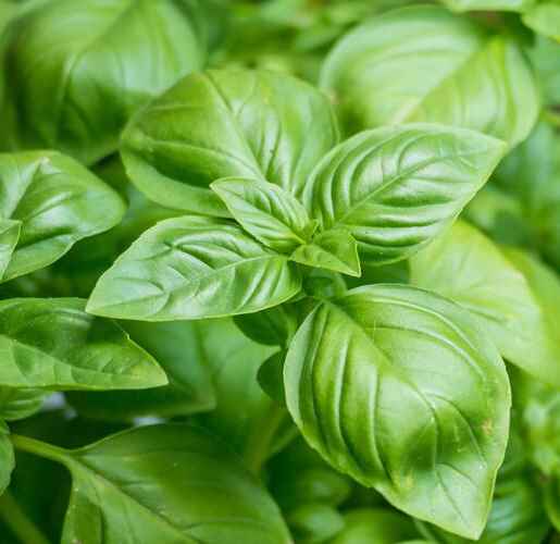 Italian Basil Genoveser [Ocimum basilicum]