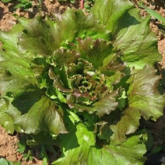 Batavia Lettuce Maravilla De Verano [Lactuca sativa var. crispa]