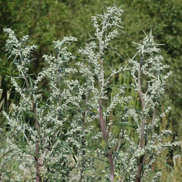 Gewöhnlicher Beifuß [Artemisia vulgaris]