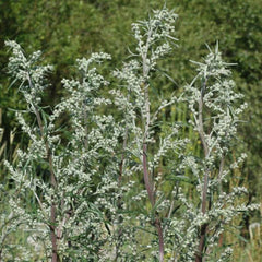 Gewöhnlicher Beifuß [Artemisia vulgaris]