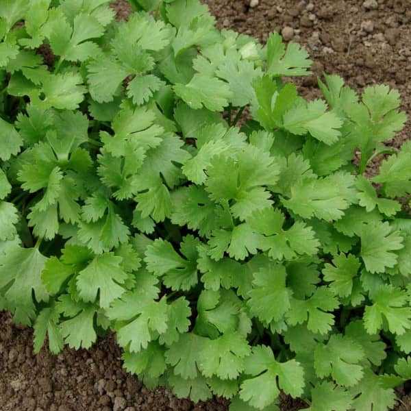 <tc>Leafy Coriander Konrad [Coriandrum sativum]</tc>