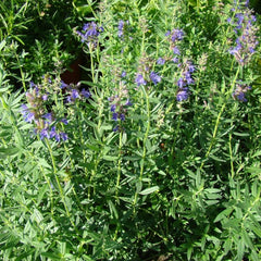 Echter Ysop - Blauer Ysop [Hyssopus officinalis]