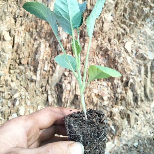 Blumenkohl Odysseus [Brassica oleracea var.  podridão cinzenta]