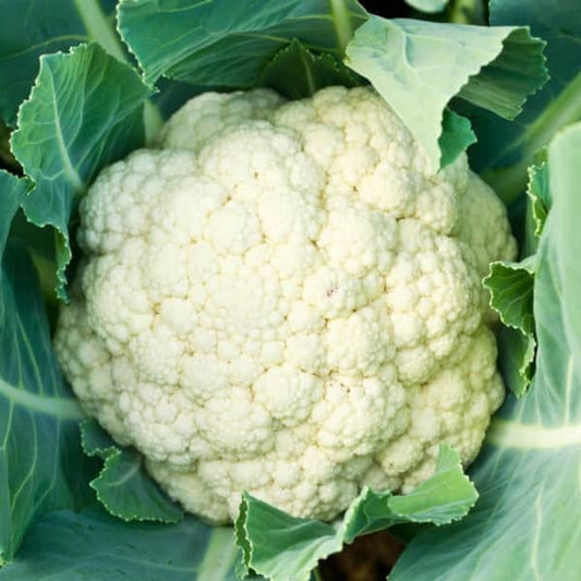 Cauliflower Odysseus [Brassica oleracea var. botrytis]
