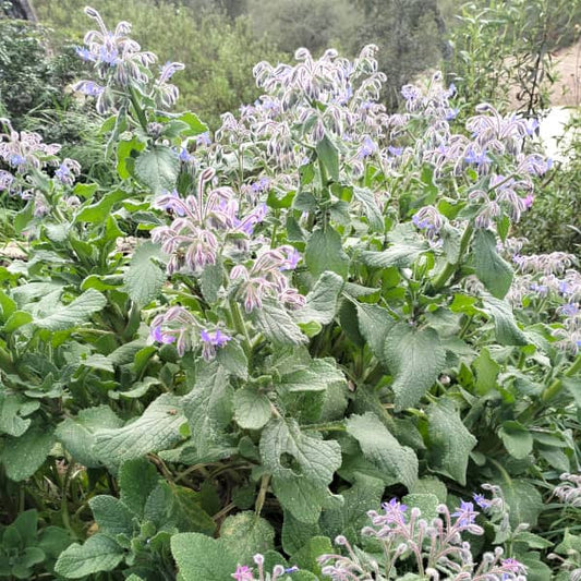 Borretsch [Borago officinalis]