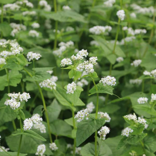 <tc>Buckwheat- Green manure [Fagopyrum esculentum]</tc>