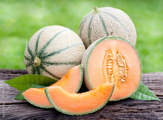 Charentais melon Murrmel [Cucupis melo]