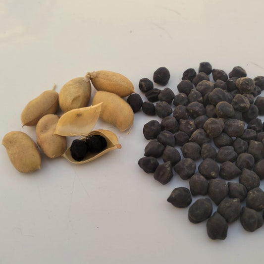 <tc>'Black Kabuli' Chickpea&nbsp;- Cicer arietinum</tc>