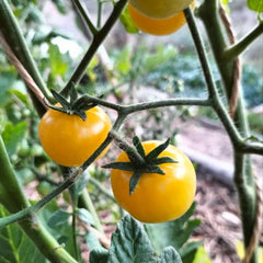 Cocktail Tomato Lemon Grape [Solanum lycopersicum]