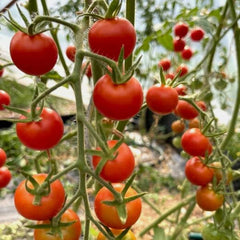 Cocktailtomate Zuckertraube [Solanum lycopersicum]