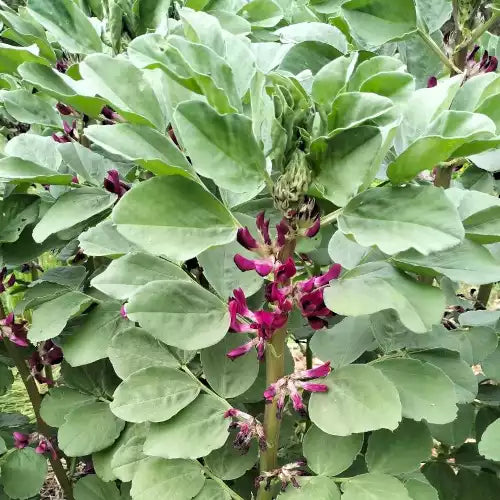 Dicke Bohne - Puffbohne 'Crimsonia' - Vicia faba