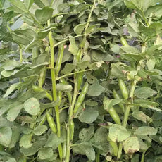 Broad Bean Crimsonia 'Karmesin' [Vicia faba]