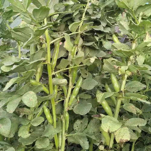 Broad Bean Crimsonia 'Karmesin' [Vicia faba]