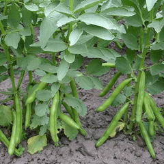 <tc>Broad Bean Hangdown Grünkernig [Vicia faba]</tc>