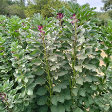Broad Bean Crimsonia 'Karmesin' [Vicia faba]