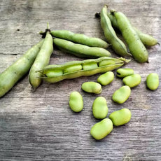 Broad Bean Crimsonia 'Karmesin' [Vicia faba]