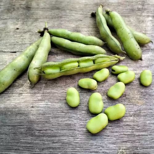 Broad Bean Crimsonia 'Karmesin' [Vicia faba]