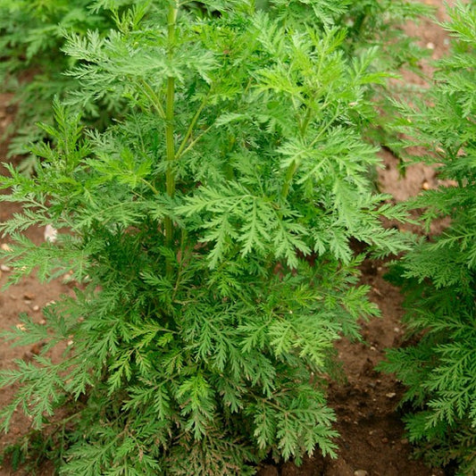 One-year-old mugwort [Artemisia annua]