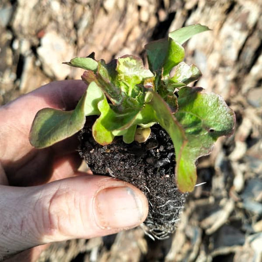 Oak Leaf Lettuce Bijella [Lactuca sativa L. var. crispa]