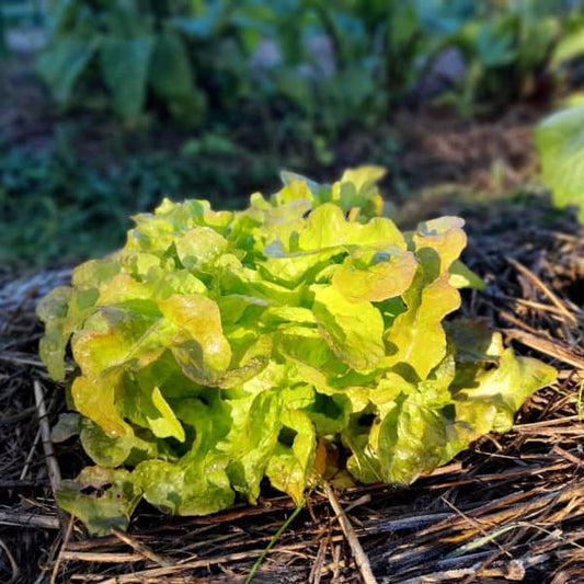 Oak Leaf Lettuce Bijella [Lactuca sativa L. var. crispa]