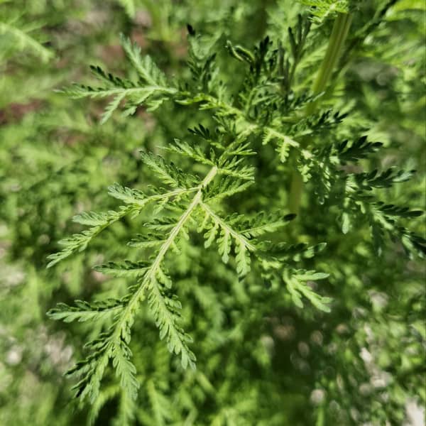 Einjähriger Beifuß [Artemisia annua]