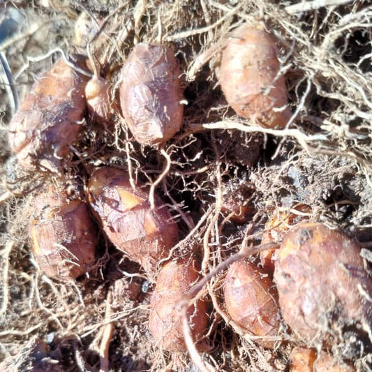 Tigernut Tigernut [Cyperus esculentus var.  sativus]