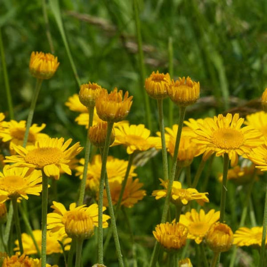 Färberkamille [Anthemis tinctoria]