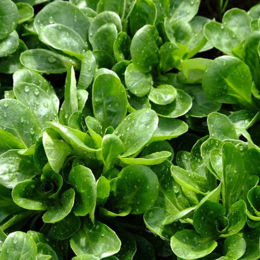 Field lettuce Dutch broad-leaved [Valerianella locusta]