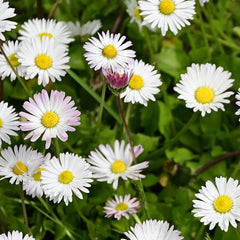 Wildes Gänseblümchen [Bellis perennis]