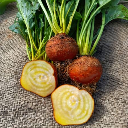 Yellow Beetroot Burpees Golden [Beta vulgaris]