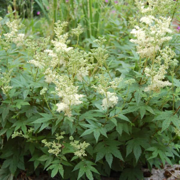 Großes Mädesüß [Filipendula ulmaria]