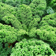 <tc>Kale Halbhoher Grüner Krauser [Brassica oleracea var. sabellica]</tc>
